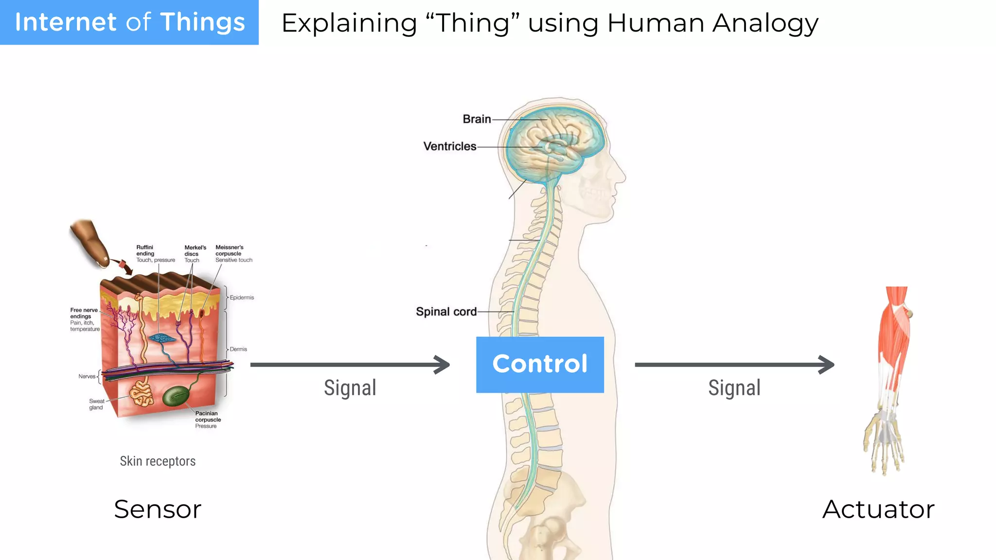 Sensor
Explaining “Thing” using Human Analogy
Actuator
Internet of Things
Signal Signal
Control
Skin receptors
 