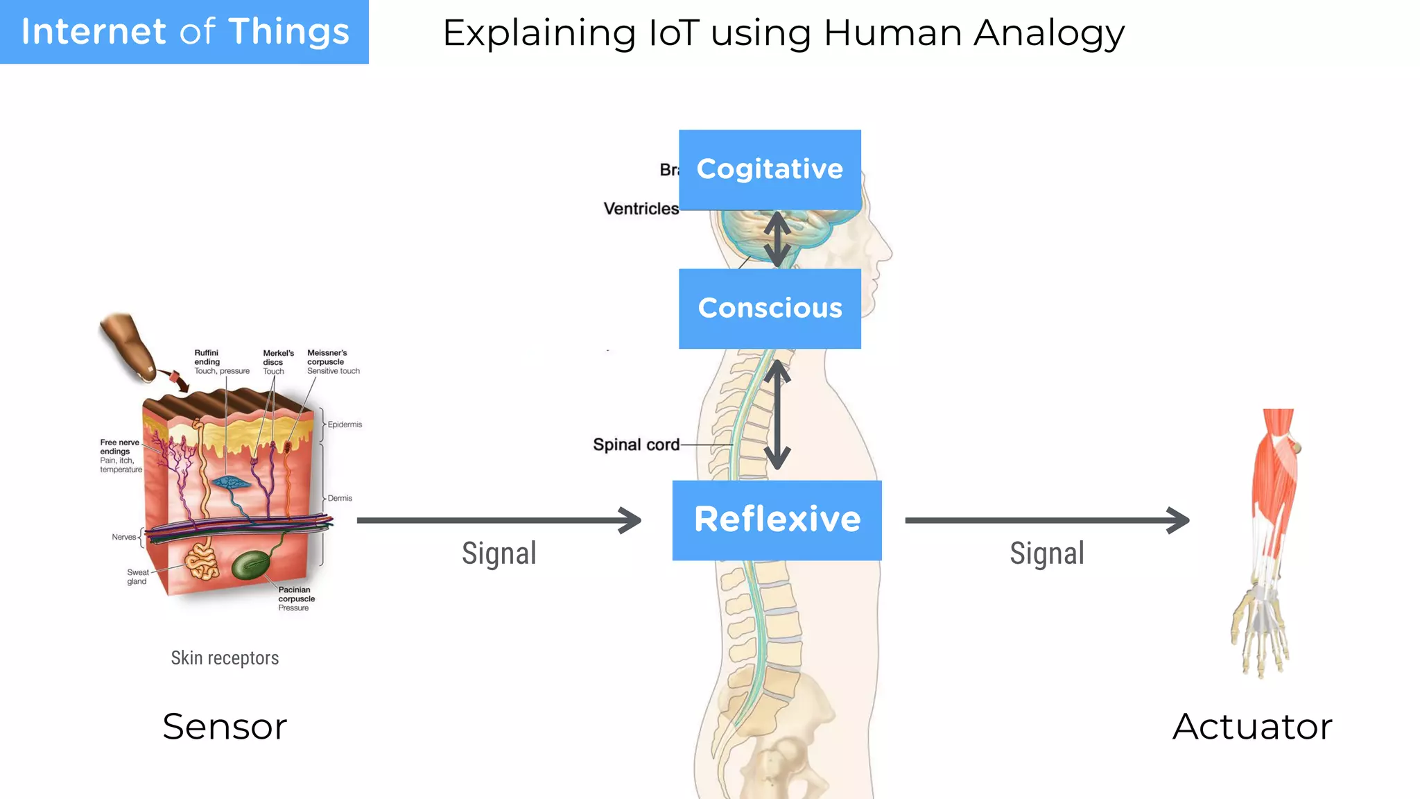 Sensor
Explaining IoT using Human Analogy
Actuator
Internet of Things
Signal Signal
Reﬂexive
Skin receptors
Conscious
Cogitative
 