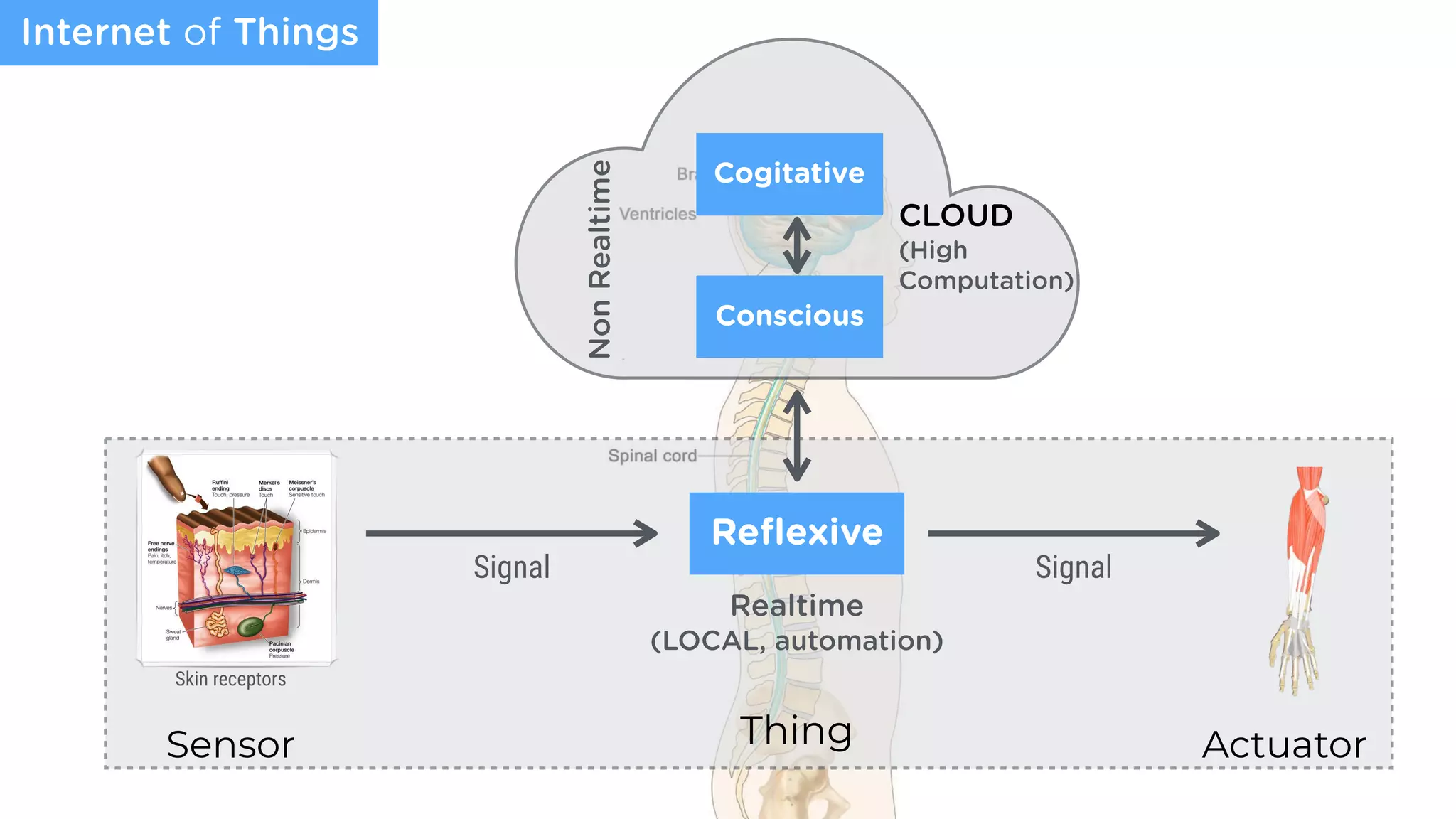 Sensor Actuator
Internet of Things
Signal Signal
Reﬂexive
Skin receptors
Conscious
Cogitative
Realtime
(LOCAL, automation)
Thing
NonRealtime
CLOUD 
(High
Computation)
 
