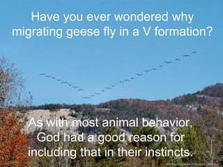 Have you ever wondered why migrating geese fly in a V formation? As with most animal behavior, God had a good reason for including that in their instincts. Microtel Computer Education Institute 