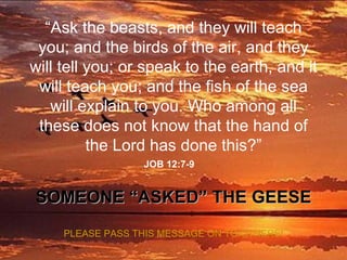 “ Ask the beasts, and they will teach you; and the birds of the air, and they will tell you; or speak to the earth, and it will teach you; and the fish of the sea will explain to you. Who among all these does not know that the hand of the Lord has done this?” JOB 12:7-9 SOMEONE “ASKED” THE GEESE PLEASE PASS THIS MESSAGE ON TO OTHERS! 