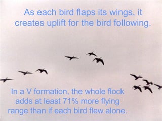 As each bird flaps its wings, it creates uplift for the bird following. In a V formation, the whole flock adds at least 71% more flying range than if each bird flew alone. 