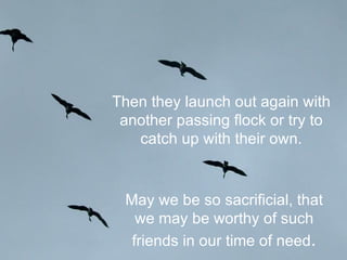 Then they launch out again with another passing flock or try to catch up with their own. May we be so sacrificial, that we may be worthy of such friends in our time of need . 