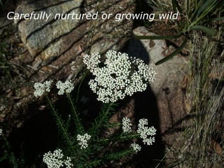 Carefully nurtured or growing wild
 