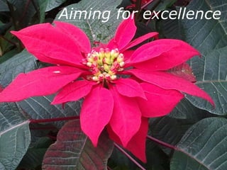 Aiming for excellence
 