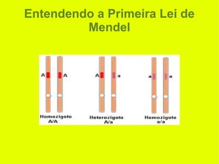 Entendendo a Primeira Lei de
Mendel
 