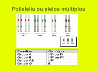 Polialelia ou alelos múltiplos
 
