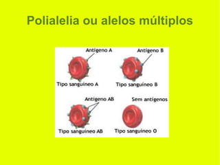 Polialelia ou alelos múltiplos
 