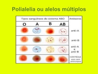 Polialelia ou alelos múltiplos
 