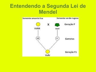 Entendendo a Segunda Lei de
Mendel
 