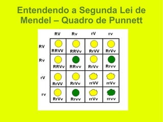 Entendendo a Segunda Lei de
Mendel – Quadro de Punnett
 