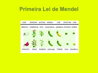 Primeira Lei de Mendel
 