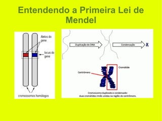 Entendendo a Primeira Lei de
Mendel
 