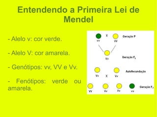 Entendendo a Primeira Lei de
Mendel
- Alelo v: cor verde.
- Alelo V: cor amarela.
- Genótipos: vv, VV e Vv.
- Fenótipos: v...