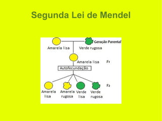 Segunda Lei de Mendel
 