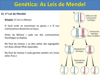 3) 1ª Lei de Mendel
Relação: 1ª Lei e a Meiose
O local onde se encontram os genes r e R nos
cromossomos denomina-se locus....