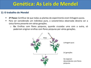2) O trabalho de Mendel
 2º Passo: Certificar de que todas as plantas do experimento eram linhagens puras.
 Para ser con...