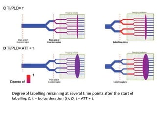 Degree of labelling remaining at several time points after the start of
labelling C, t = bolus duration (t); D, t = ATT + t.
 
