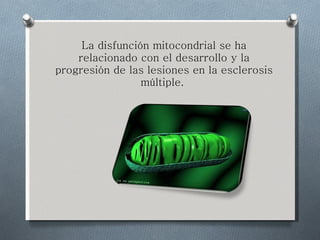La disfunción mitocondrial se ha relacionado con el desarrollo y la progresión de las lesiones en la esclerosis múltiple.  