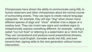 Chimps Using Sign Language ANIMALS AND HUMAN LANGUAGE.pptx