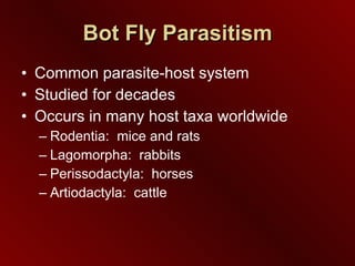 Bot Fly Parasitism Common parasite-host system  Studied for decades Occurs in many host taxa worldwide Rodentia:  mice and rats Lagomorpha:  rabbits Perissodactyla:  horses Artiodactyla:  cattle 