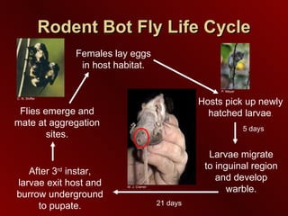 Rodent Bot Fly Life Cycle Females lay eggs in host habitat. Hosts pick up newly hatched larvae . Larvae migrate to inguinal region and develop warble. After 3 rd  instar, larvae exit host and burrow underground to pupate. Flies emerge and mate at aggregation sites. 5 days 21 days P. Meyer C. N. Shiffer M. J. Cramer 