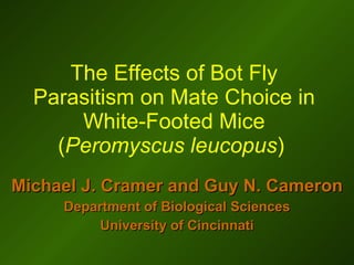 The Effects of Bot Fly Parasitism on Mate Choice in White-Footed Mice ( Peromyscus leucopus )  Michael J. Cramer and Guy N. Cameron Department of Biological Sciences University of Cincinnati 