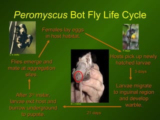 The effects of bot fly parasitism on mate choice in white-footed mice ...