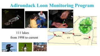 Adirondack Loon Monitoring Program
111 lakes
from 1998 to current
https://www.google.com/search?rlz
&q=loon&oq=loon&gs_l=
https://www.google.com/search
 