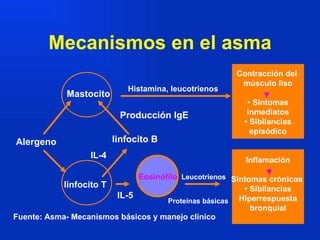 Mecanismos en el asma Contracción del  músculo liso •  Síntomas inmediatos •  Sibilancias episódico Inflamación Síntomas crónicos  •  Sibilancias Hiperrespuesta bronquial Mastocito Histamina, leucotrienos Alergeno linfocito B Producción IgE Fuente: Asma- Mecanismos básicos y manejo clínico Leucotrienos IL-4 IL-5 linfocito T Proteínas básicas Eosinófilo 