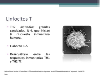 Linfocitos T
    • TH2    activadas:    grandes
      cantidades, IL-4, que inician
      la respuesta inmunitaria
      humoral.

    • Elaboran IL-5

    • Desequilibrio  entre     las
      respuestas inmunitarias TH1
      y TH2 ??.

Medicina Interna Harrison 16 Edicion, Parte IX. Enfermedades del aparato respiratorio, Sección 2. Enfermedades del aparato respiratorio, Capítulo 236.
Asma
 