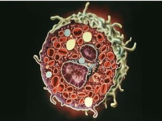 Prof DR.dr.Ariyanto Harsono SpAK

12

 