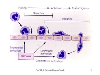 Prof DR.dr.Ariyanto Harsono SpAK

13

 
