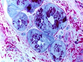 Prof DR.dr.Ariyanto Harsono SpAK

15

 