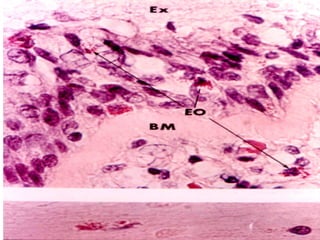 Prof DR.dr.Ariyanto Harsono SpAK

16

 