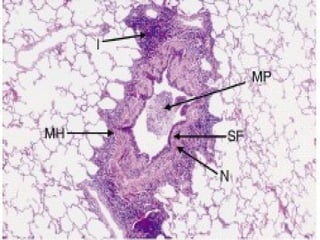 Prof DR.dr.Ariyanto Harsono SpAK

22

 
