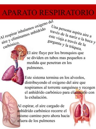 APARATO RESPIRATORIO
El aire fluye por los bronquios que
se dividen en tubos mas pequeños a
medida que penetran en los
pulmones.
Este sistema termina en los alveolos,
distribuyendo el oxigeno del aire que
respiramos al torrente sanguíneo y recogen
el anhídrido carbónico para eliminarlo con
la exhalación.
Al espirar, el aire cargado de
anhídrido carbónico recorre el
mismo camino pero ahora hacia
afuera de los pulmones
 