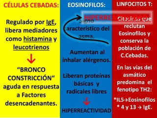 INFLAMACIÓN
CÉLULAS
INFLAMATORIAS
-Células cebadas
-Eosinófilos
-Células TH2
-Neutrófilos
-Plaquetas
MEDIADORES
INFLAMATORIOS
-Histamina
-Leucotrienos
-Cininas
-Adenosina
-Quimiocinas
-Factores de
crecimiento
EFECTOS
-Broncoespasmo
-Exudado de
plasma
-Secreción de Moco
-Cambios
estructurales.
-Regulación del SN
autónomo
La mucosa se infiltra
de:
-Eosinófilos,
-Células T activadas
-Células cebadas
CÉLULAS CEBADAS:
Regulado por IgE,
libera mediadores
como histamina y
leucotrienos
↓
“BRONCO
CONSTRICCIÓN“
aguda en respuesta
a Factores
desencadenantes.
EOSINOFILOS:
Signo
característico del
asma.
Aumentan al
inhalar alérgenos.
Liberan proteínas
básicas y
radicales libres
↓
HIPERREACTIVIDAD
LINFOCITOS T:
Citocinas que
reclutan
Eosinofilos y
conserva la
población de
C.Cebadas.
En las vías del
asmático
predomina el
fenotipo TH2:
*IL5Eosinofilos
* 4 y 13  IgE.
HIPERREACTIVIDAD
 