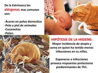 HIPÓTESIS DE LA HIGIENE:
Mayor incidencia de atopia y
asma en quien ha tenido menos
infecciones en su niñez.
Exponerse a infecciones
provoca respuestas protectoras
predominantes de Th1.
De la Extrínseca los
alérgenos mas comunes
son:
-Ácaros en polvo domestico
-Pelo y piel de animales
-Cucarachas
-Polen.
 proteínas con actividad de proteasa
 