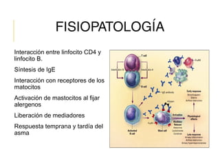 FISIOPATOLOGÍA
Interacción entre linfocito CD4 y
linfocito B.
Síntesis de IgE
Interacción con receptores de los
matocitos
Activación de mastocitos al fijar
alergenos
Liberación de mediadores
Respuesta temprana y tardía del
asma
 
