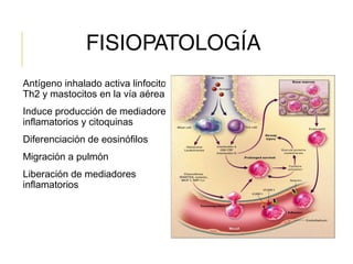 FISIOPATOLOGÍA
Antígeno inhalado activa linfocitos
Th2 y mastocitos en la vía aérea
Induce producción de mediadores
inflamatorios y citoquinas
Diferenciación de eosinófilos
Migración a pulmón
Liberación de mediadores
inflamatorios
 