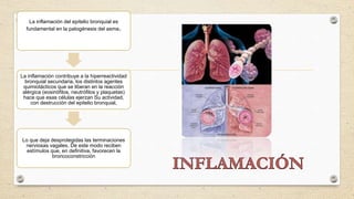 La inflamación del epitelio bronquial es
fundamental en la patogénesis del asma.
La inflamación contribuye a la hiperreactividad
bronquial secundaria, los distintos agentes
quimiotácticos que se liberan en la reacción
alérgica (eosinófilos, neutrófilos y plaquetas)
hace que esas células ejerzan Su actividad,
con destrucción del epitelio bronquial,
Lo que deja desprotegidas las terminaciones
nerviosas vagales. De este modo reciben
estímulos que, en definitiva, favorecen la
broncoconstricción
 
