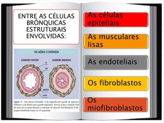 ENTRE AS CÉLULAS
BRÔNQUICAS
ESTRUTURAIS
ENVOLVIDAS:
As células
epiteliais
As musculares
lisas
As endoteliais
Os fibroblastos
Os
miofibroblastos
 