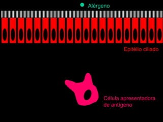 Epitélio ciliado Alérgeno Célula apresentadora de antígeno 