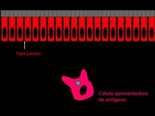 Célula apresentadora de antígeno Tight junction 