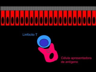 Linfócito T Célula apresentadora de antígeno 