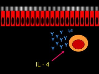 IL - 4 Y Y Y Y Y Y Y Y Y Y IgE 