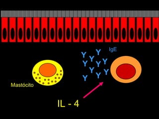 Y Y Y Y Y Y Y Y Y Y IgE Mastócito IL - 4 