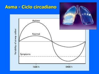 Asma - Ciclo circadiano 