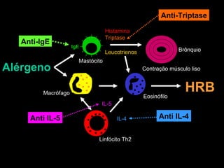 . . . . . . . . . . . . Mastócito Macrófago Eosinófilo Linfócito Th2 Contração músculo liso . . . . . . . . Leucotrienos Histamina Triptase IL-5 HRB Alérgeno Brônquio IgE IL-4 Anti-IgE Anti-Triptase Anti IL-5 Anti IL-4 